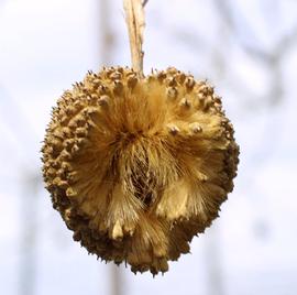   Infructescence:   Platanus occidentalis ; Photo by S. Baskauf, Bioimages
